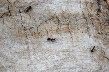 Mravenci na dřevěné ploše