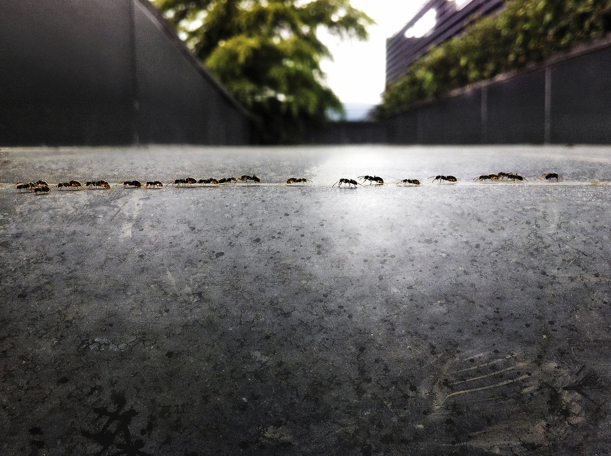 Mravenčí cestička